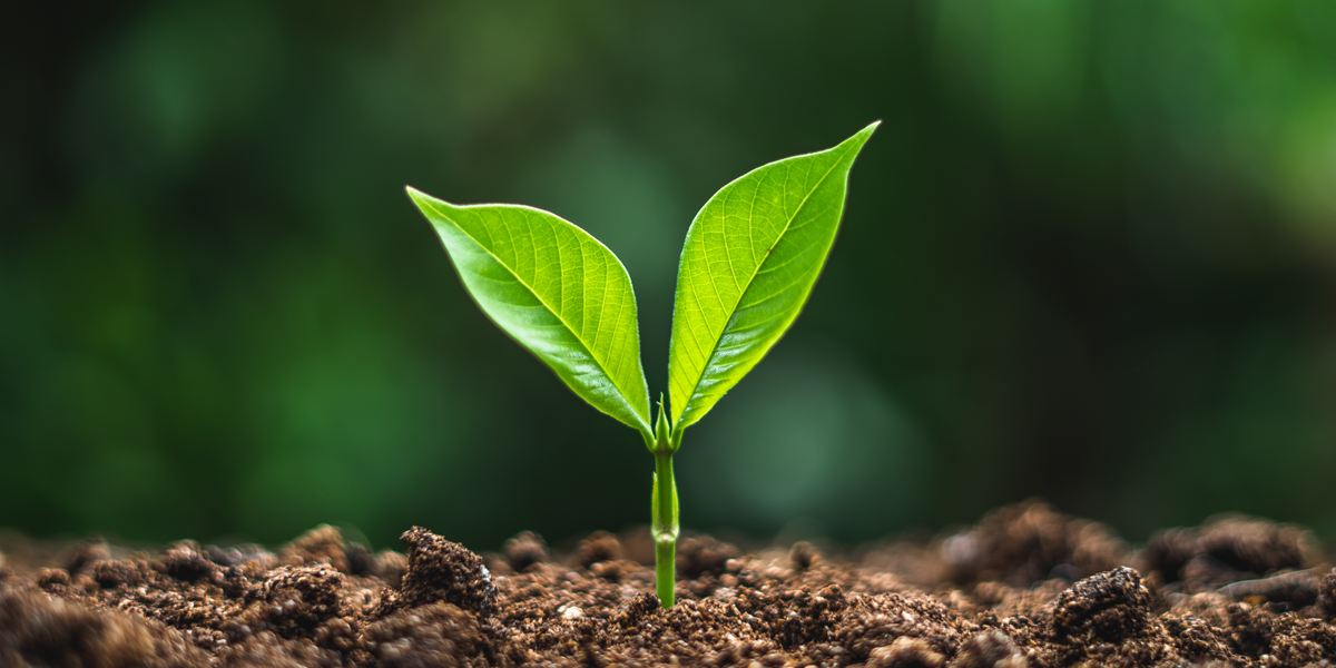 Net zero tree planting